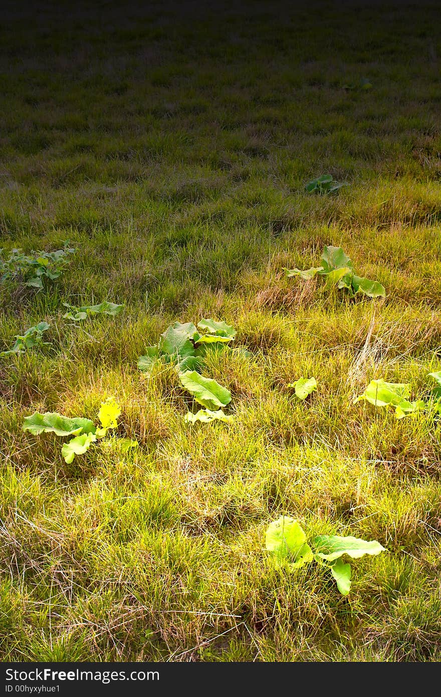 Early morning - grass