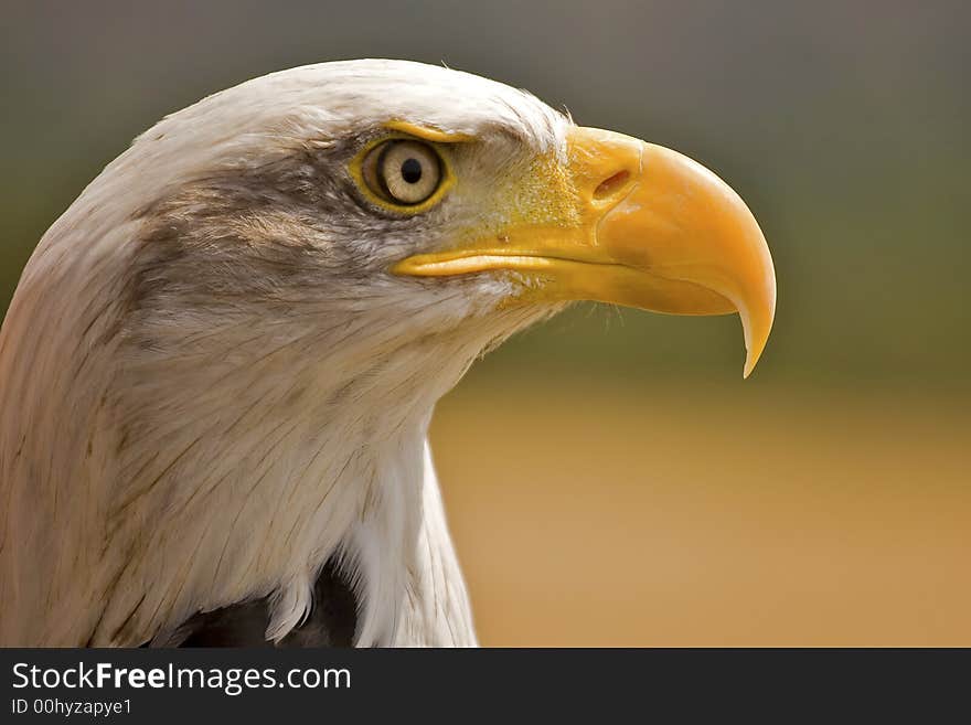 American Eagle in profile on a sunny Summers day