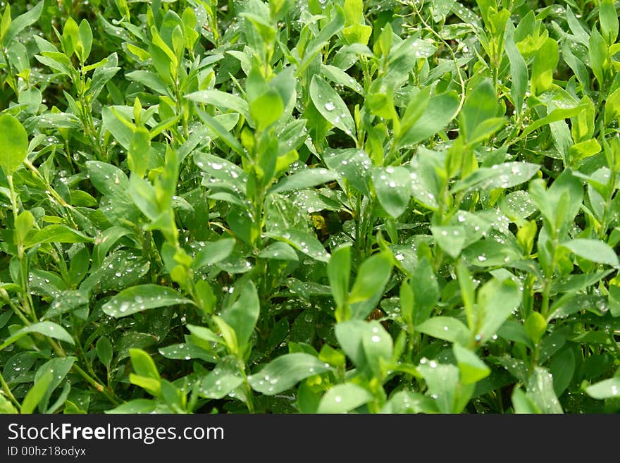 Green grass with water drops on it