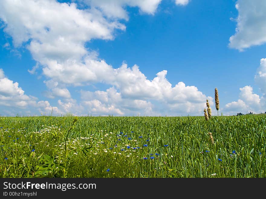 Green field over blue cloud sky