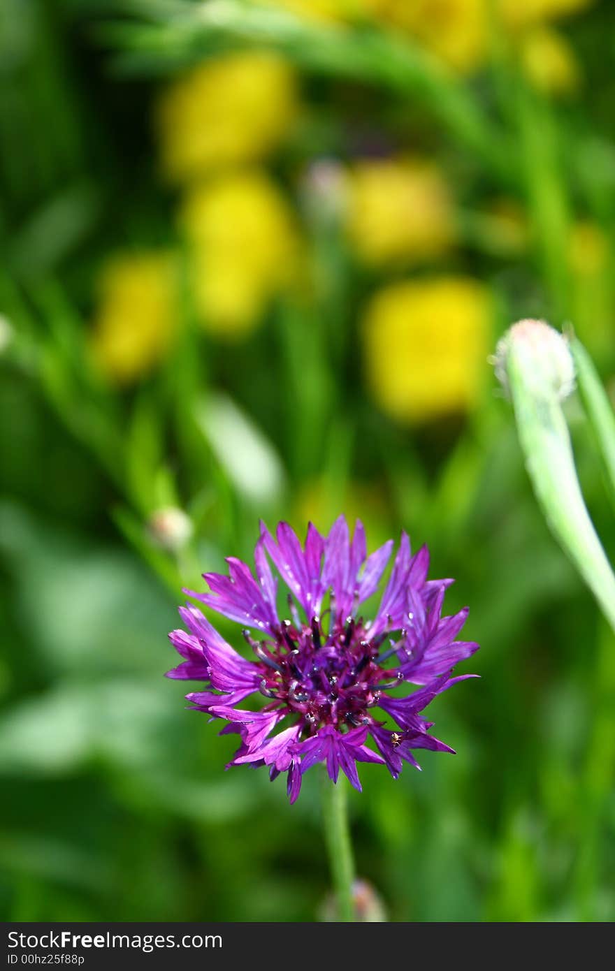 The violet flower on green graas background