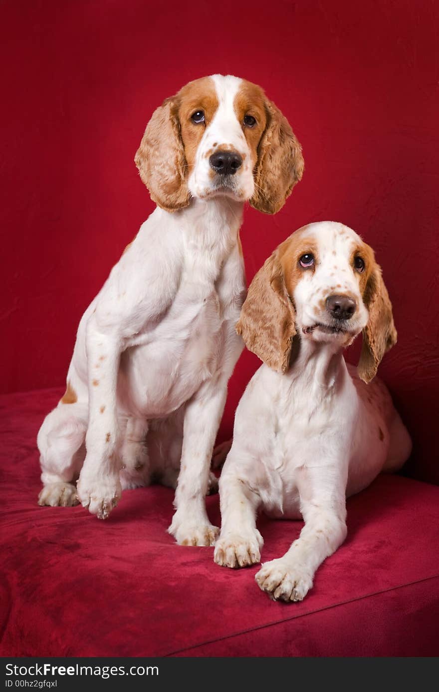 Funy faces of two intrigued Cocker Spaniels. Selective focus on the eyes, intentional vignieting. Funy faces of two intrigued Cocker Spaniels. Selective focus on the eyes, intentional vignieting.