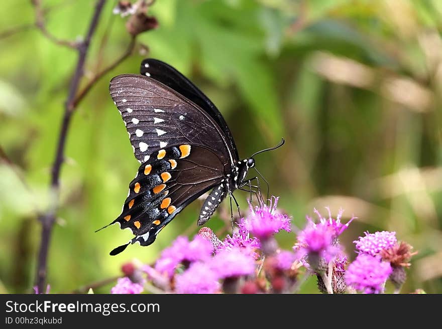 Hungry Butterfly