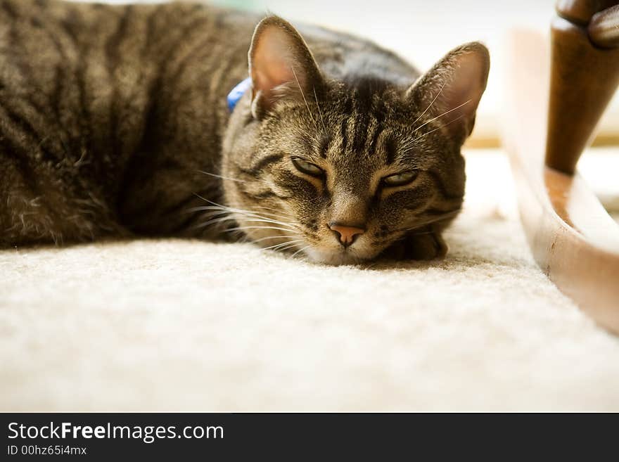 Pet cat almost asleep, eyes narrowing, on a soft, white carpet. Pet cat almost asleep, eyes narrowing, on a soft, white carpet.