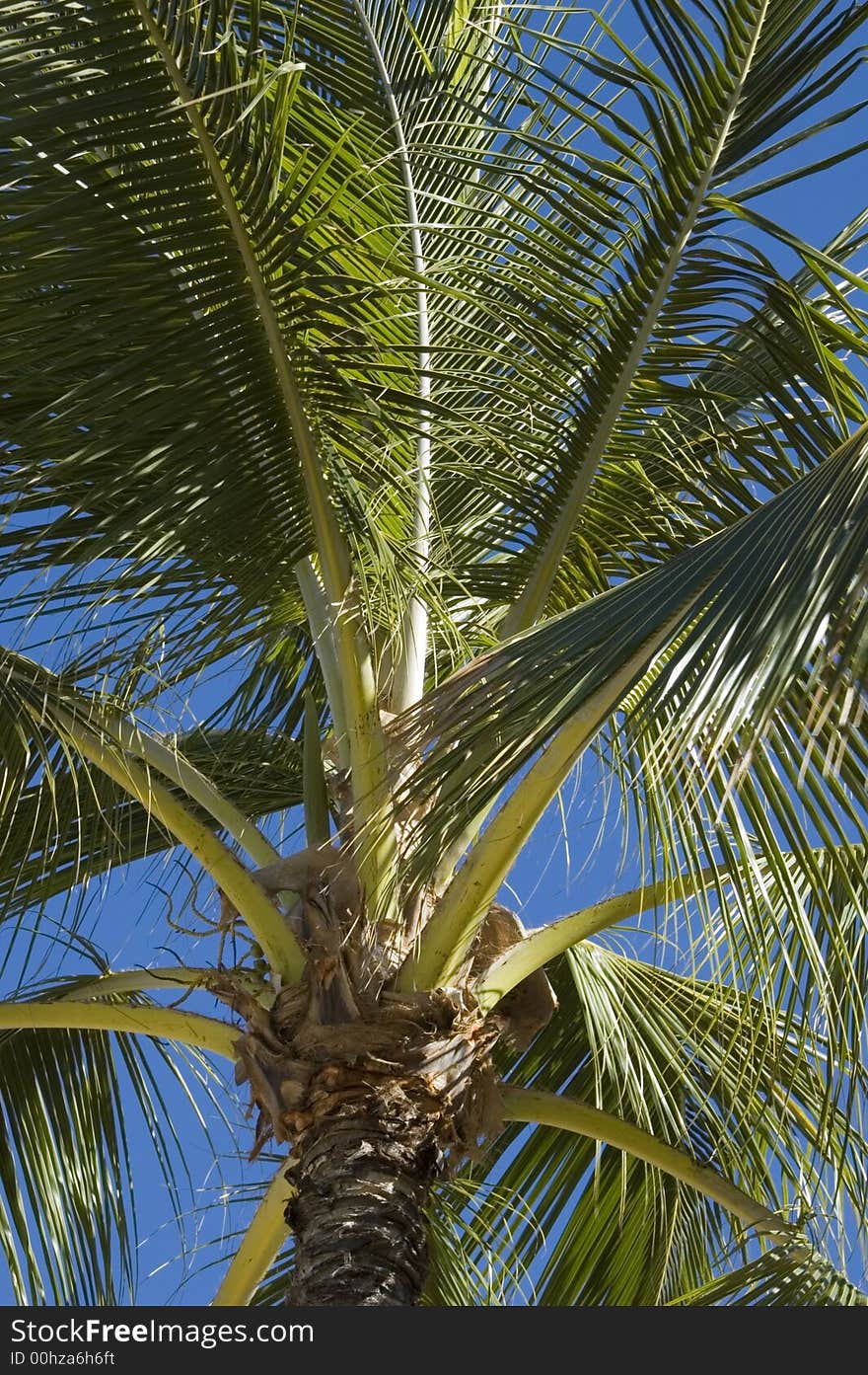 A palm tree in Kapiolani Park, Hawaii
Oahu Island