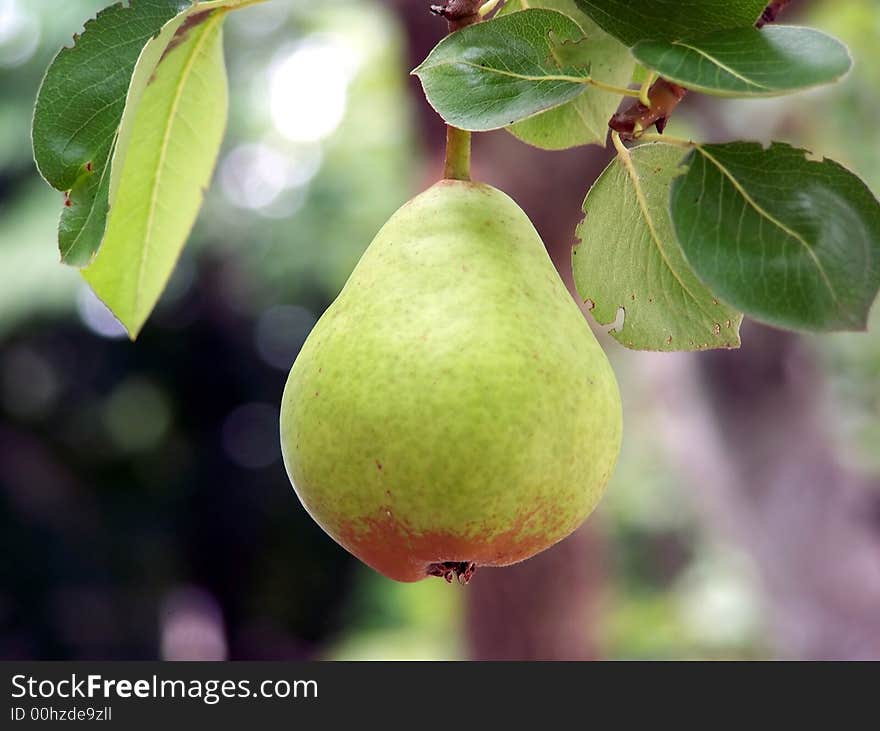 Single pear growing on tree, close-up, natural light. Single pear growing on tree, close-up, natural light.