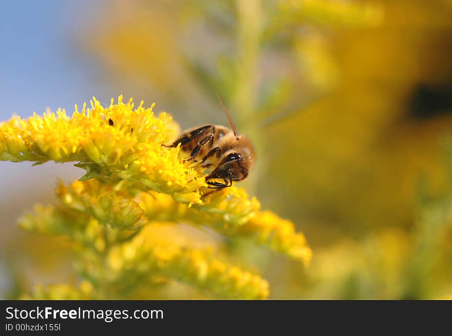 A honey bee lands on a brightly colored flower. A honey bee lands on a brightly colored flower.