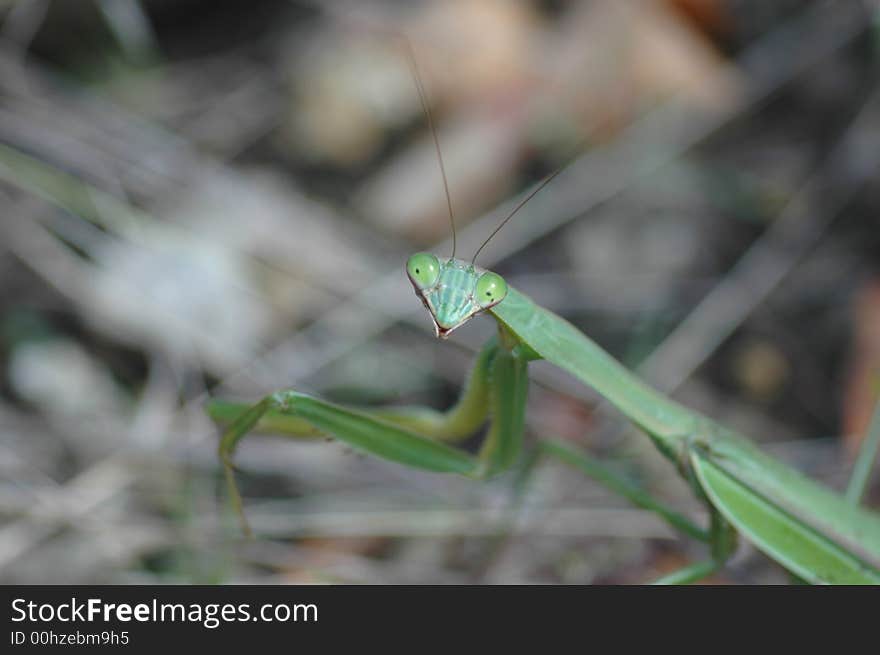 Praying Mantis