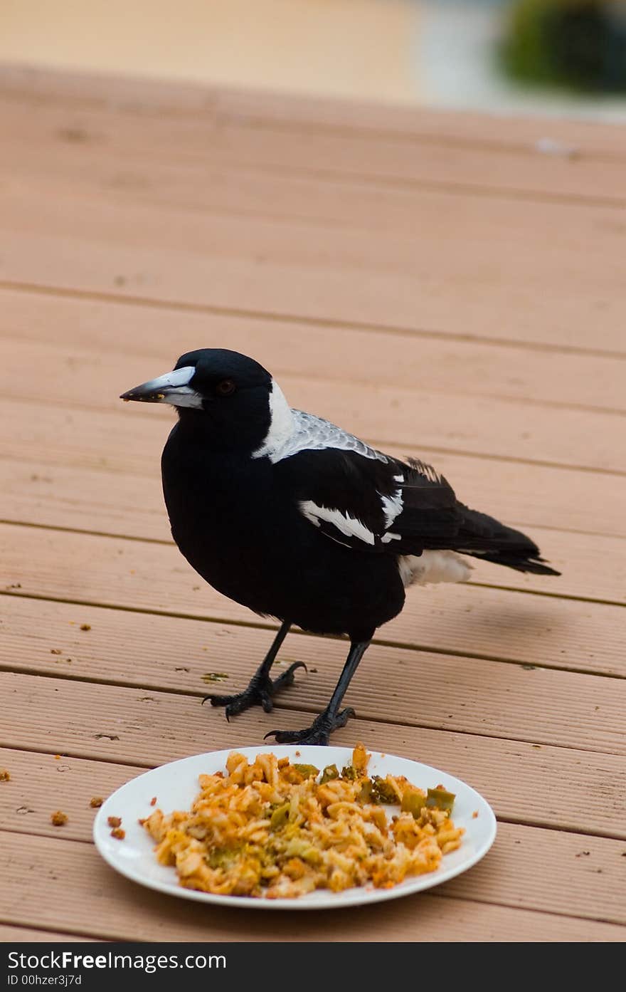 A magpie eating some left-over food. A magpie eating some left-over food.