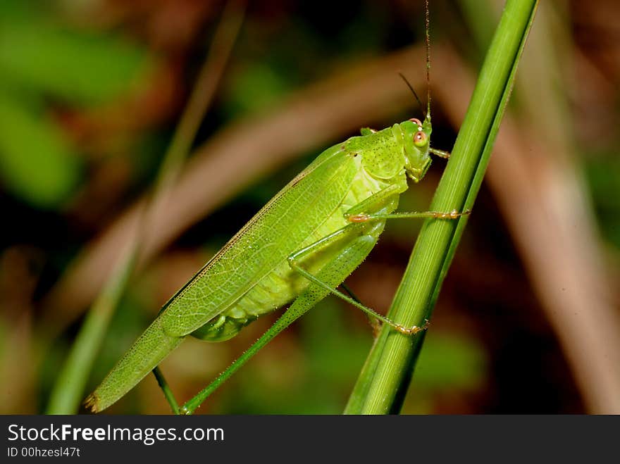 Tiny green color grasshopper