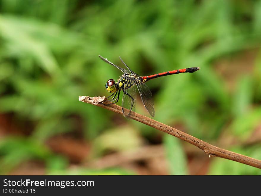 Colorful Grasshopper