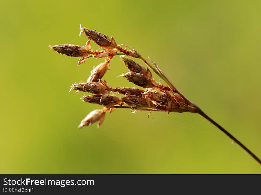 Dried Wild Flower In The Field