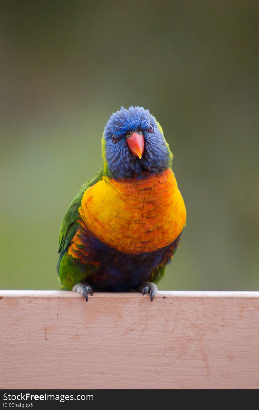 A Rainbow Lorikeet stares at me while I photograph him. A Rainbow Lorikeet stares at me while I photograph him.