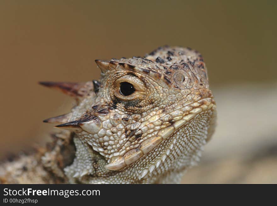 A macro photograph of a Texas horned lizard.