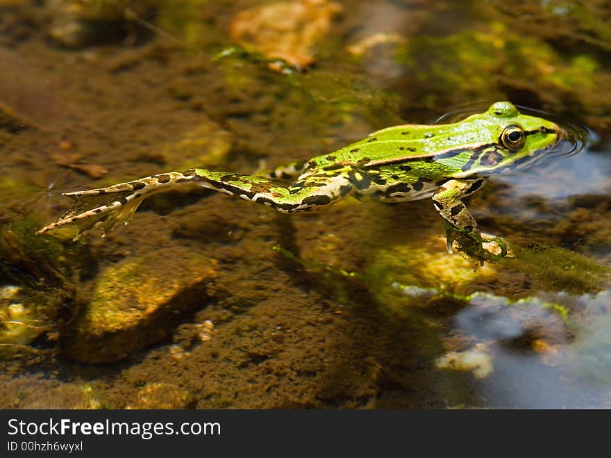 Edible Frog In Pond Close-up