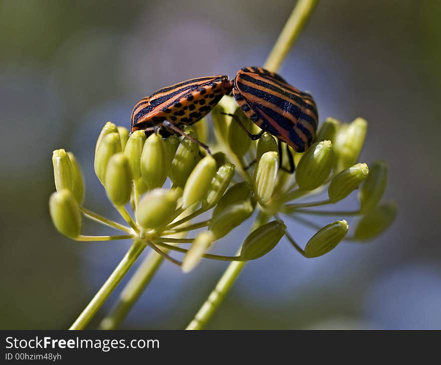 Graphosoma Lineatum