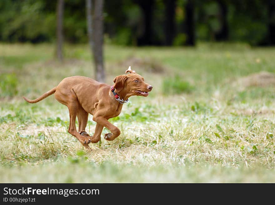 Hungarian vyzhla running in the forest. Hungarian vyzhla running in the forest