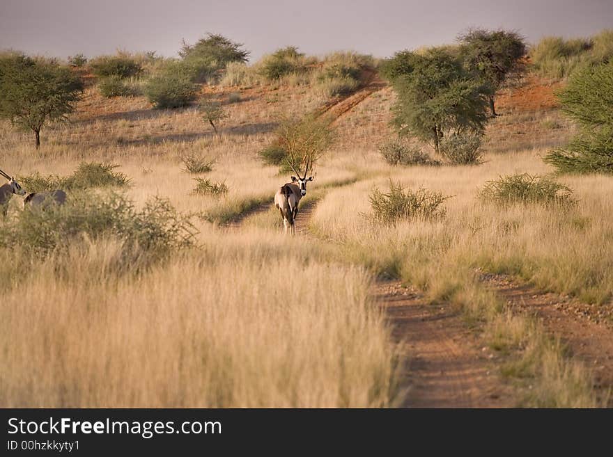 Sand dunes in Africa, desert