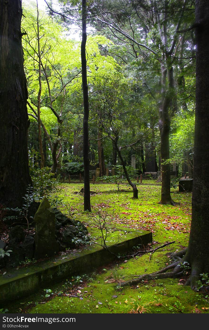 Walk way through lush green Japanese garden. Walk way through lush green Japanese garden