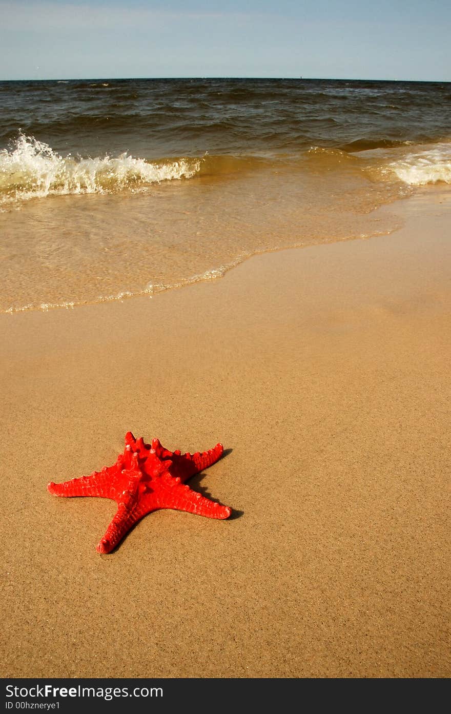 Red shell on the beach. Red shell on the beach