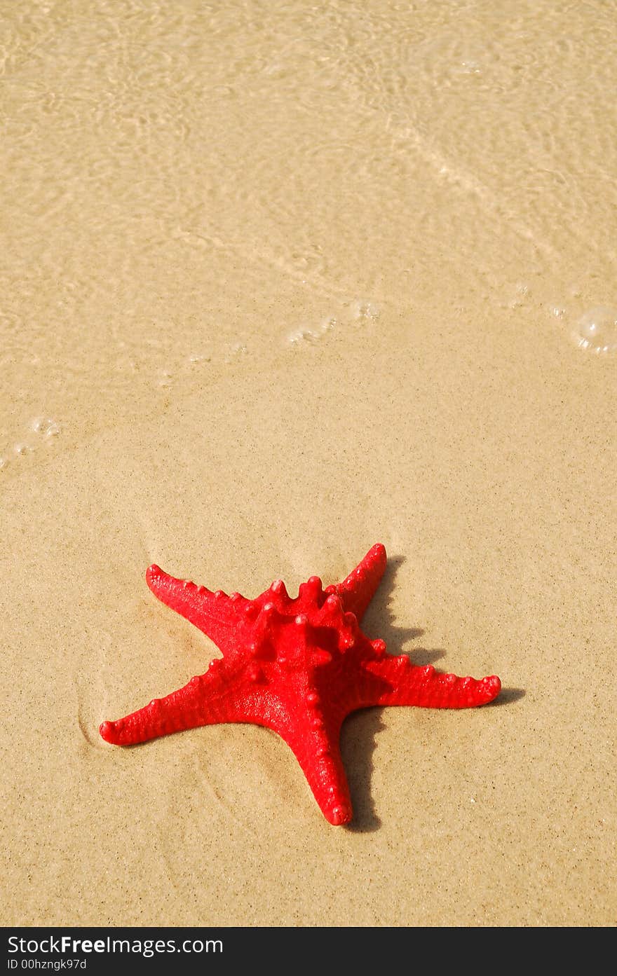 Red shell on the beach. Red shell on the beach