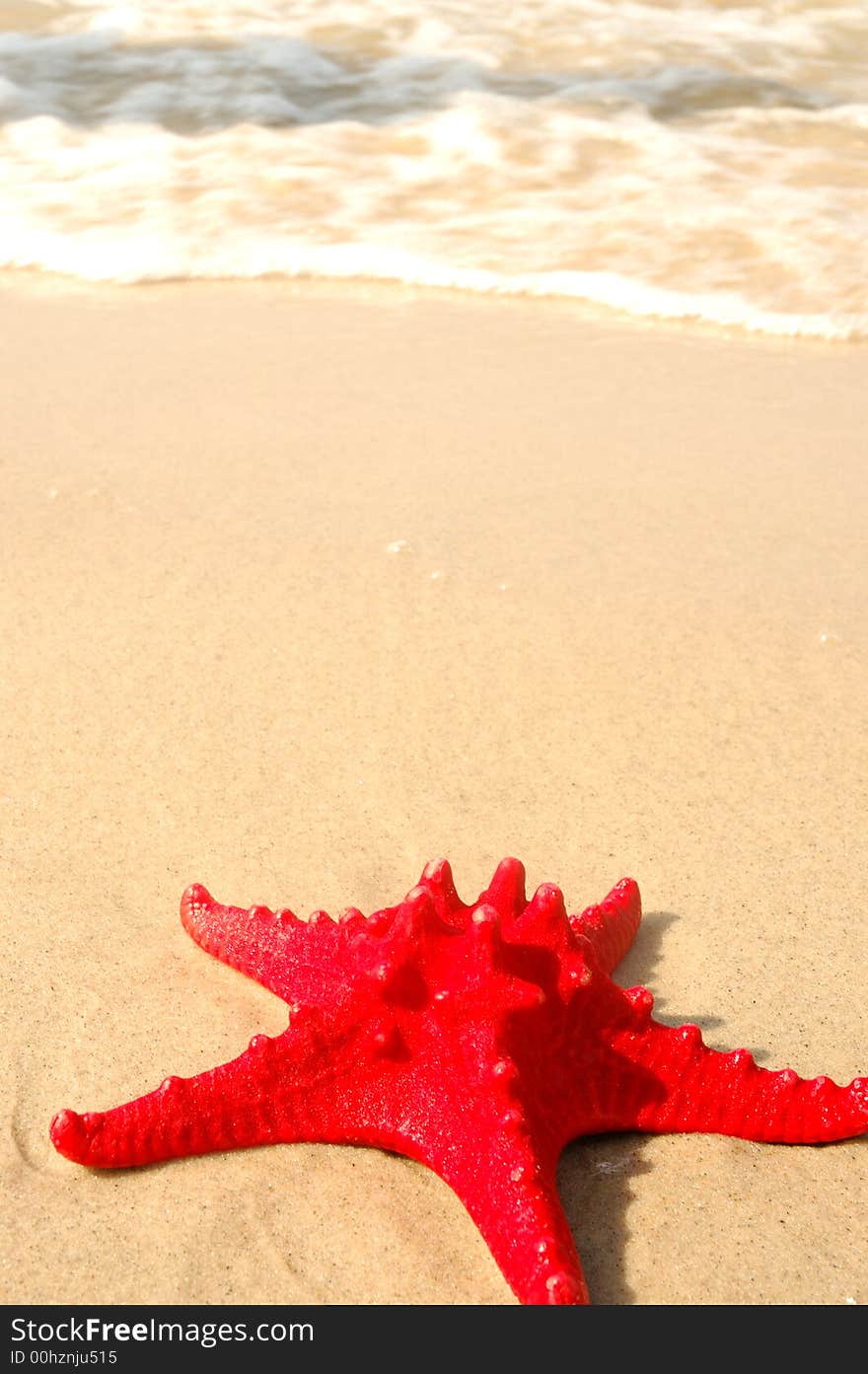 Red shell on the beach. Red shell on the beach