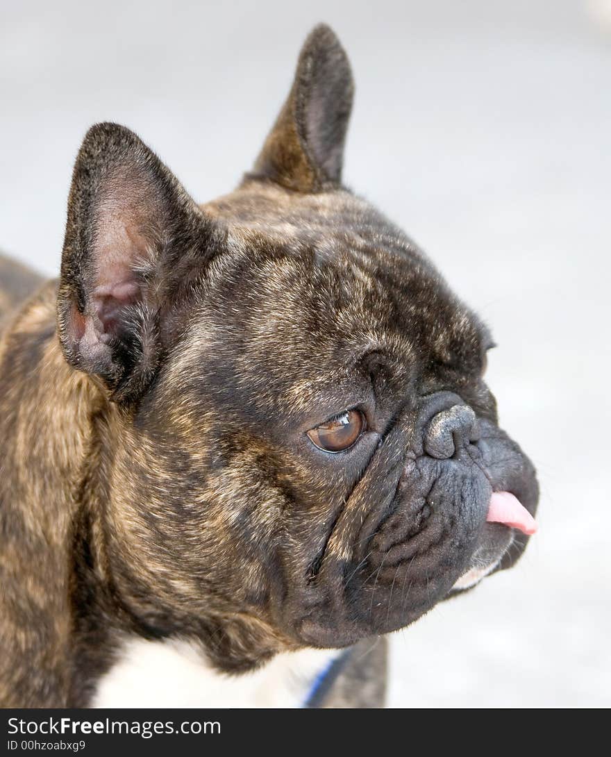 Nice French Bulldog 4