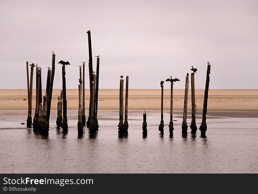 Birds in Namibia on wooden pales. Birds in Namibia on wooden pales