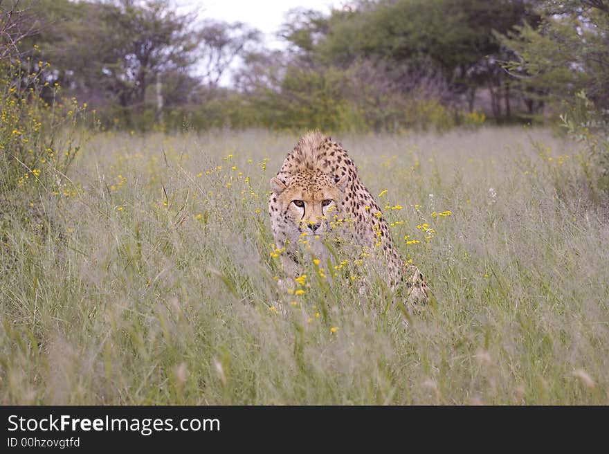 Cheetah crouching in african high grass. Cheetah crouching in african high grass