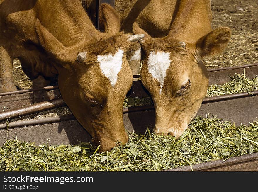 Two Cow Eat Grass