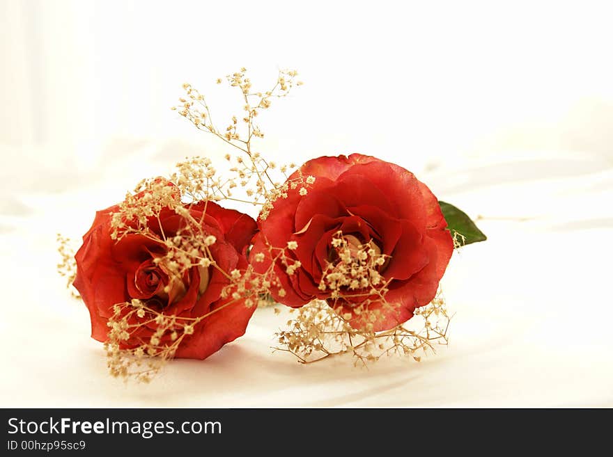 Beautiful yellow and red hybrid roses closeup laying down. Beautiful yellow and red hybrid roses closeup laying down