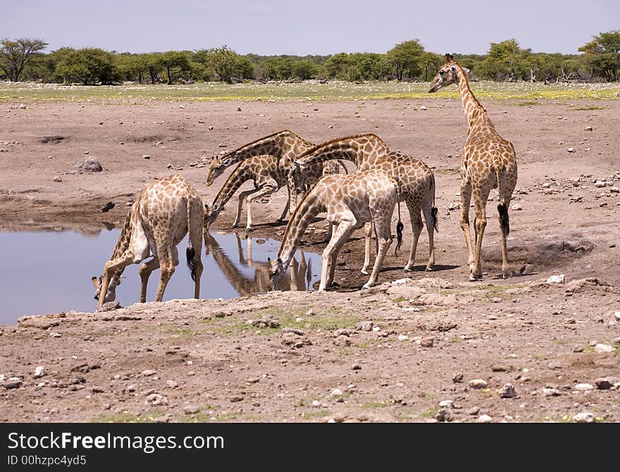 Giraffes By The Water