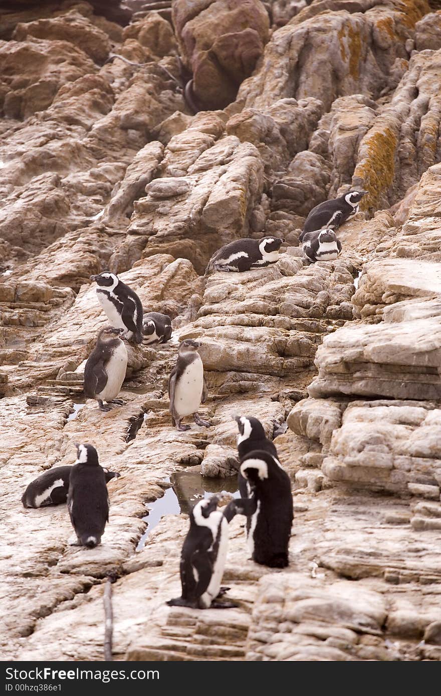 Penguins On Rocks