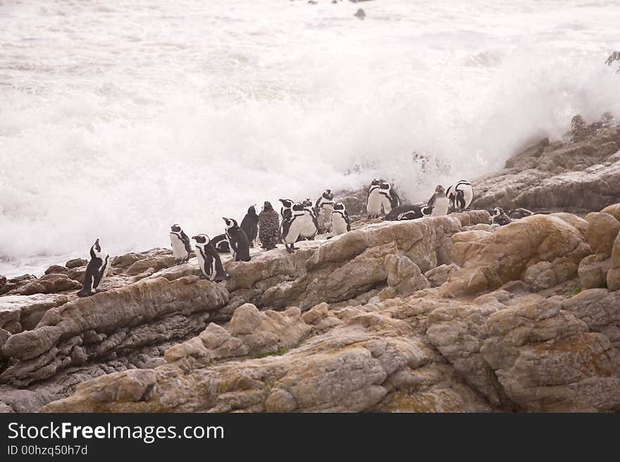 Penguins on rocks