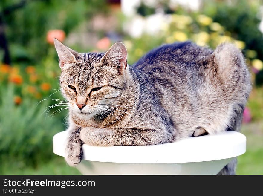 Home cat in the garden