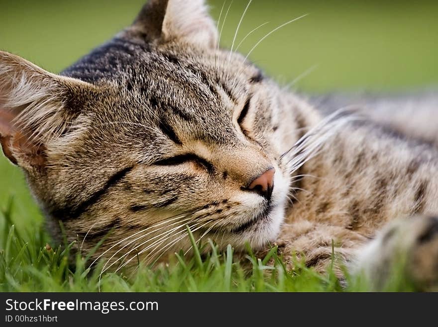 Home cat in the garden