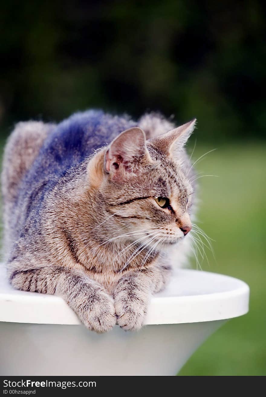 Home cat in the garden