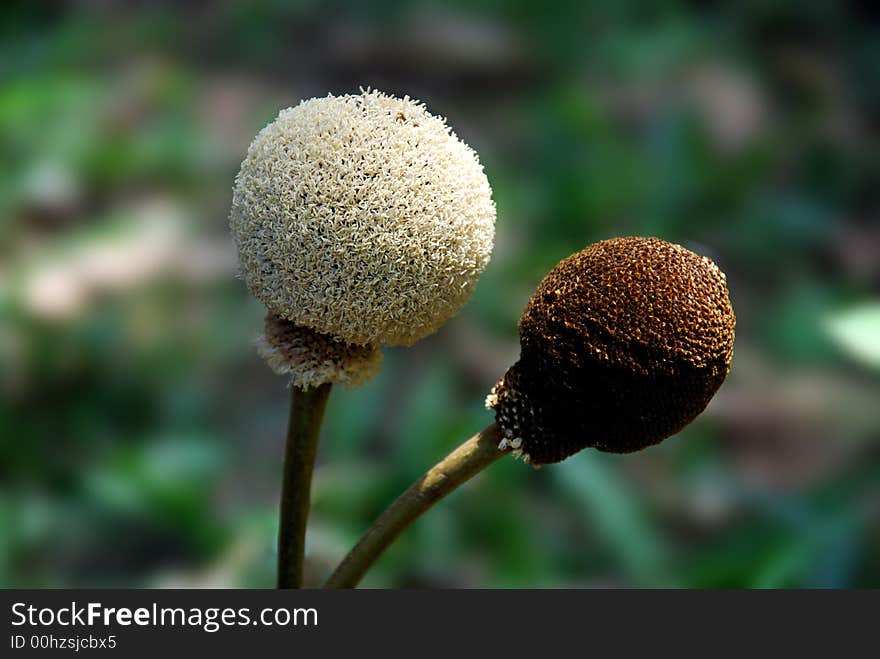 Two wild flowers pirctured in a forest