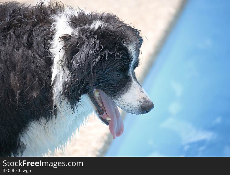 Black and white dog by the pool on sunny day