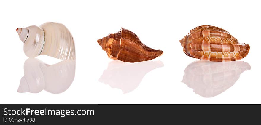 Seashells isolated on white background