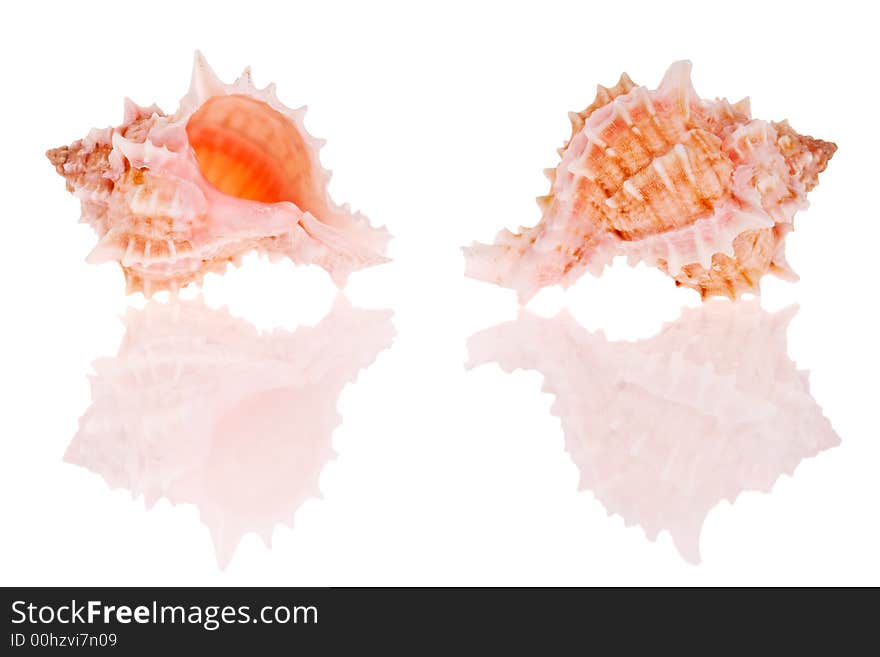 Seashells isolated on white background