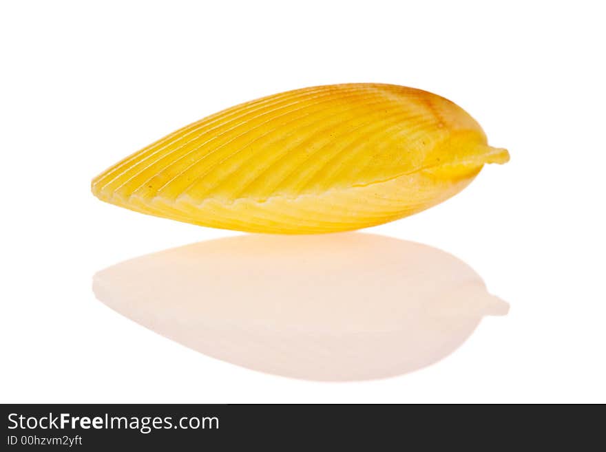 Seashell isolated on white background. Seashell isolated on white background