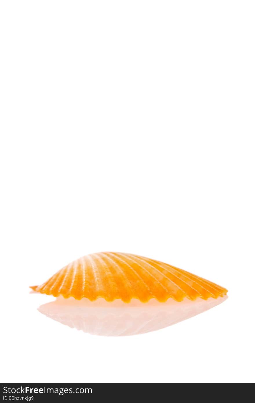 Seashell isolated on white background. Seashell isolated on white background