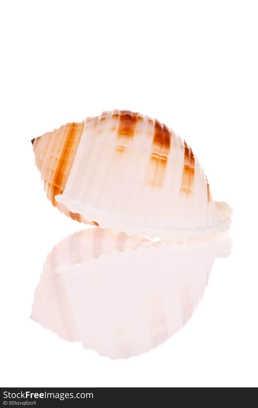 Seashell isolated on white background