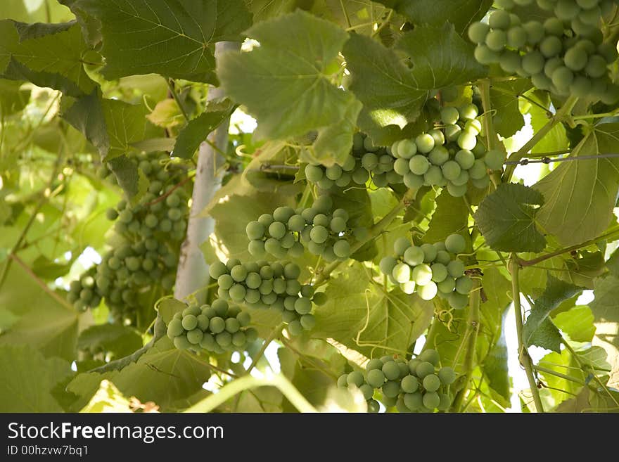 Grapes