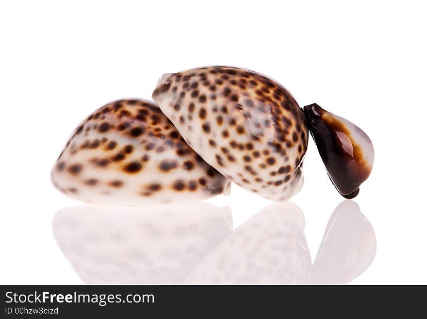 Seashells isolated on white background