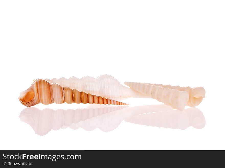 Seashells isolated on white background