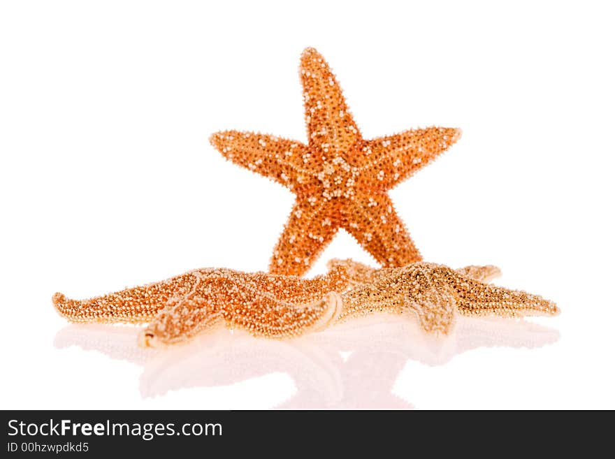 Starfish isolated on white background