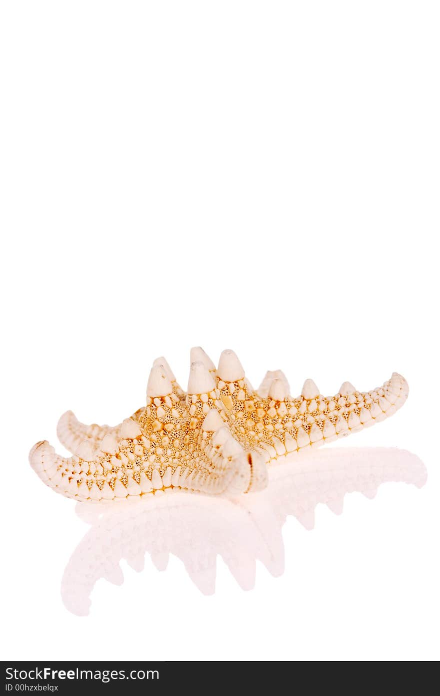 Starfish isolated on white background