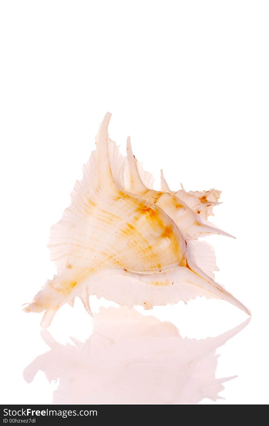 Murex Seashell